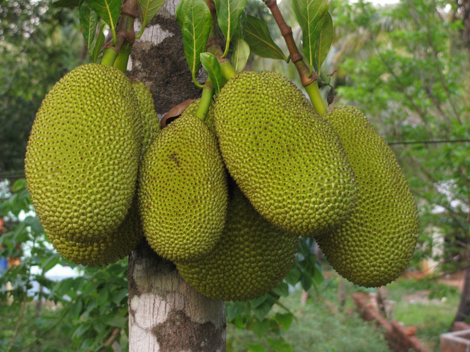 jackfruit 452532 960 720