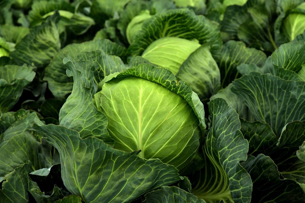 kohl-3722517_1280-1024x683_1.jpg