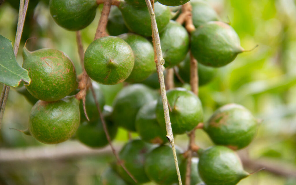 macadamia nuts south africa 1080x675