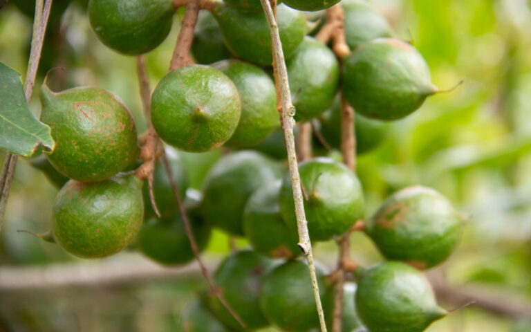 macadamia nuts south africa 1080x675