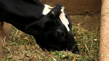 cow eating feeds mixture.min 200x200