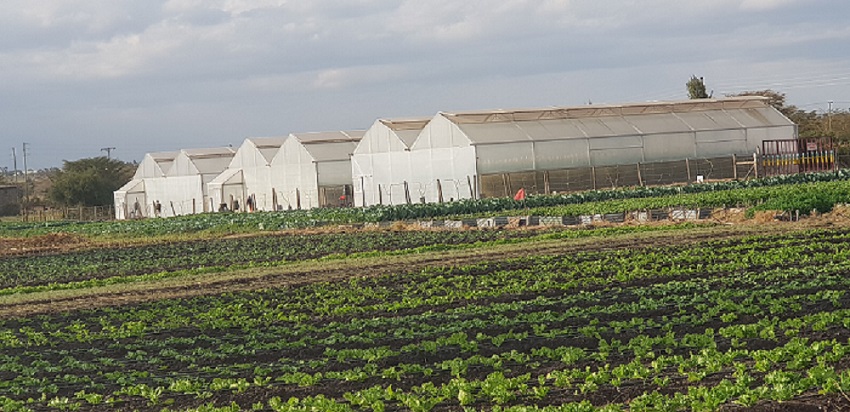 csm Koppert invests in Latia 38da7f50a9