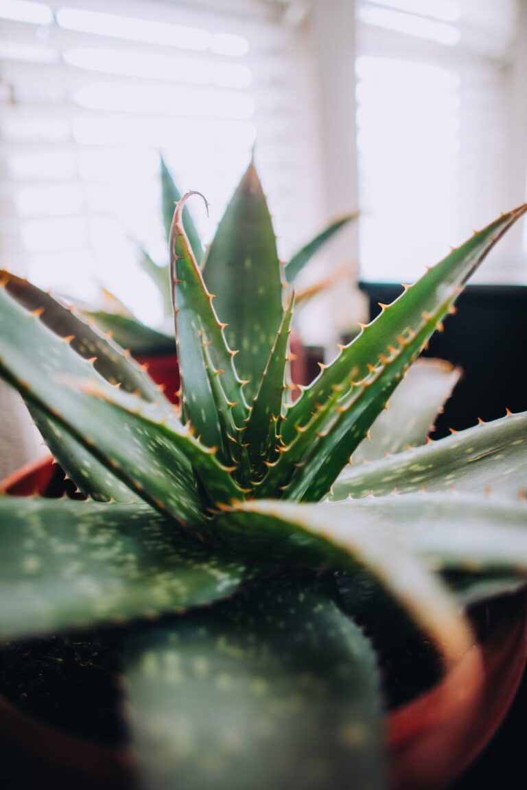 pexels photo 1671650