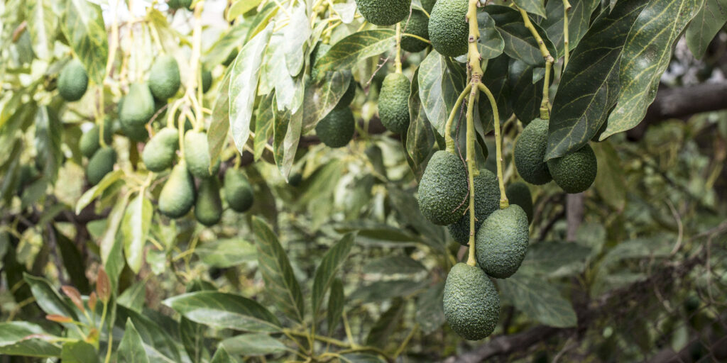 avocado farming