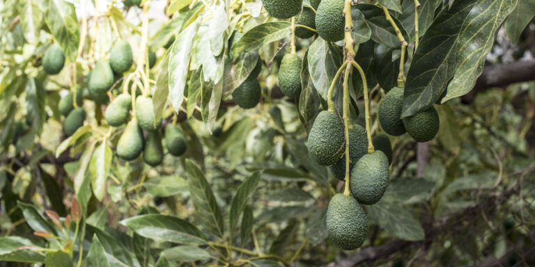 avocado farming