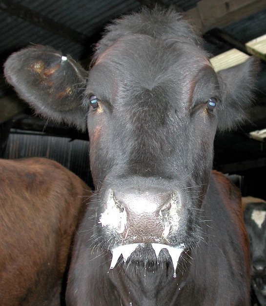 3 foot mouth disease fmd salivation vesicles 1