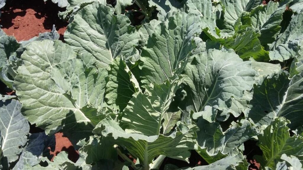 Health Effects of eating Sukuma Wiki Meal