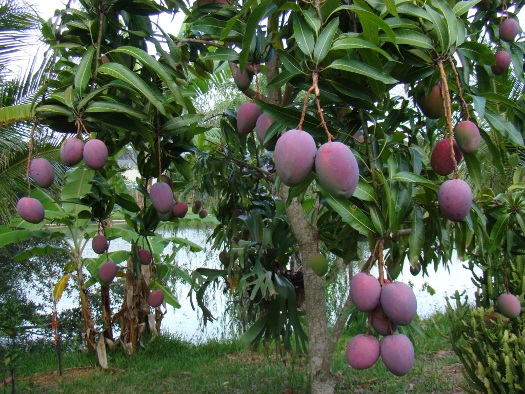 Tommy Atkins Mango Variety 1024x768