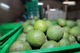 Avocado