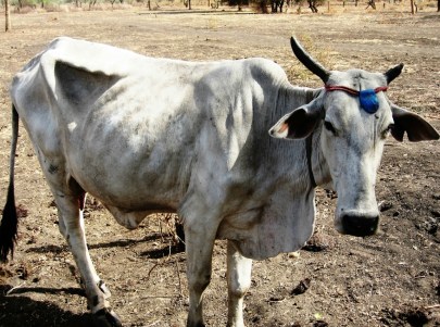 Bunj cattle possible trypanosome infection