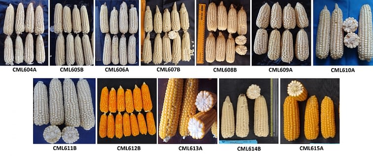CML608