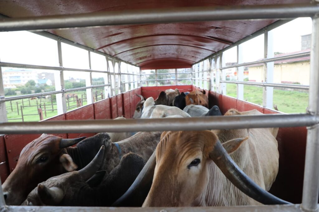 Cattle rail