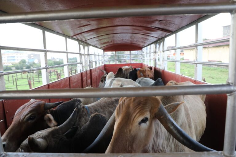 Cattle rail