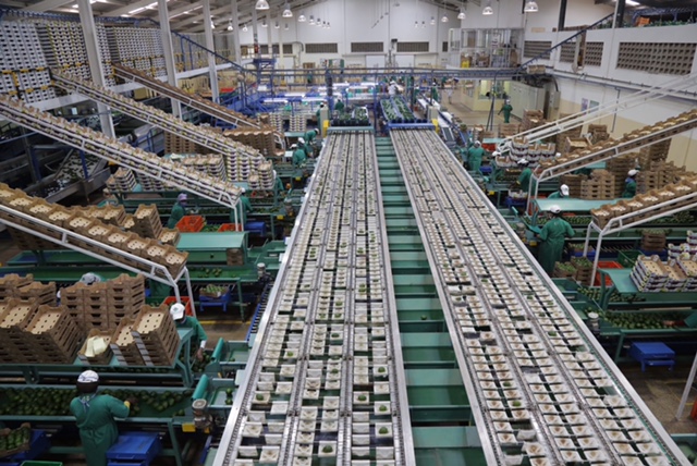KAKUZI PLC AVOCADO PACKHOUSE
