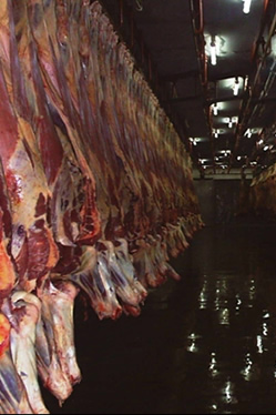 Kenya Meat Commission