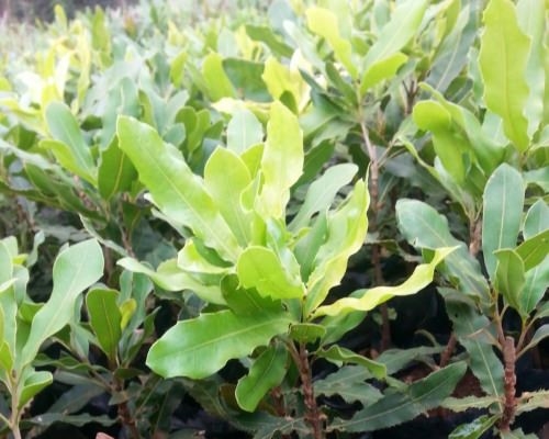 Macadamia seedlings