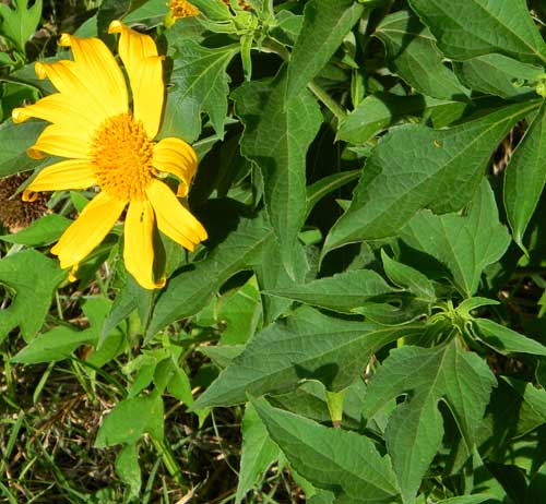 Mexican Marigold