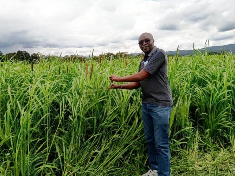 forage pearl millet