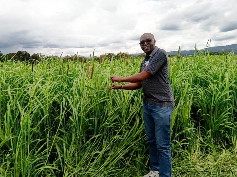 forage pearl millet