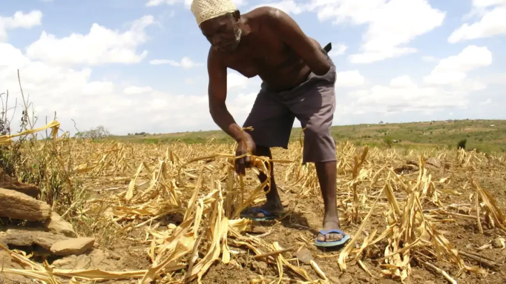 diseased maize field