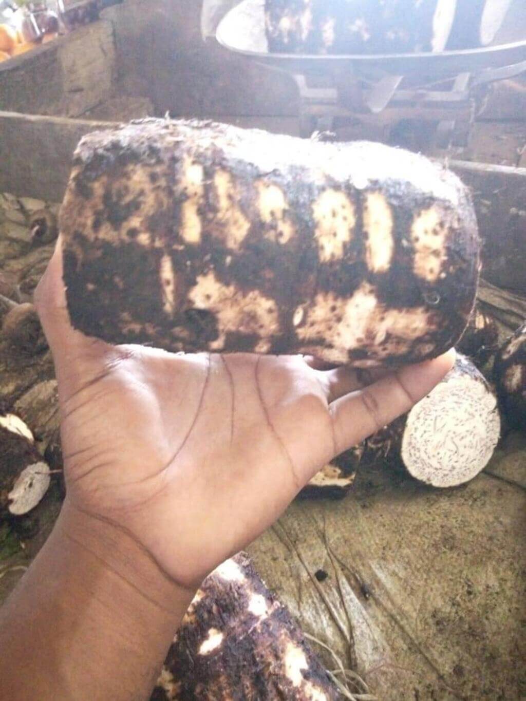 Arrowroot_farming