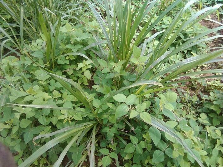 Desmodium