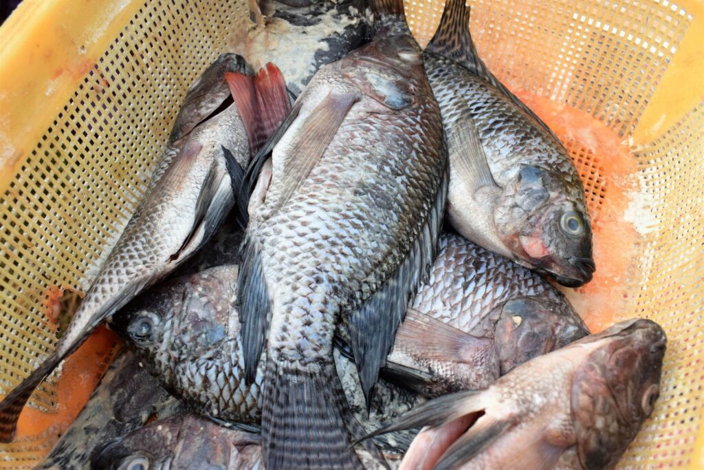 Tilapia fish
