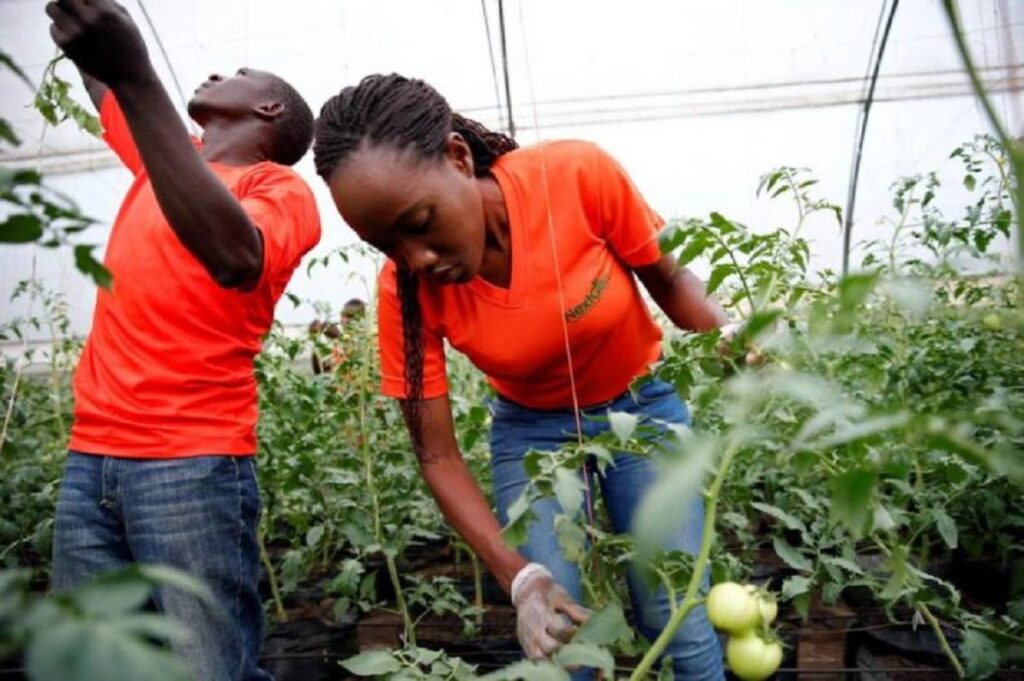 youth agriculture