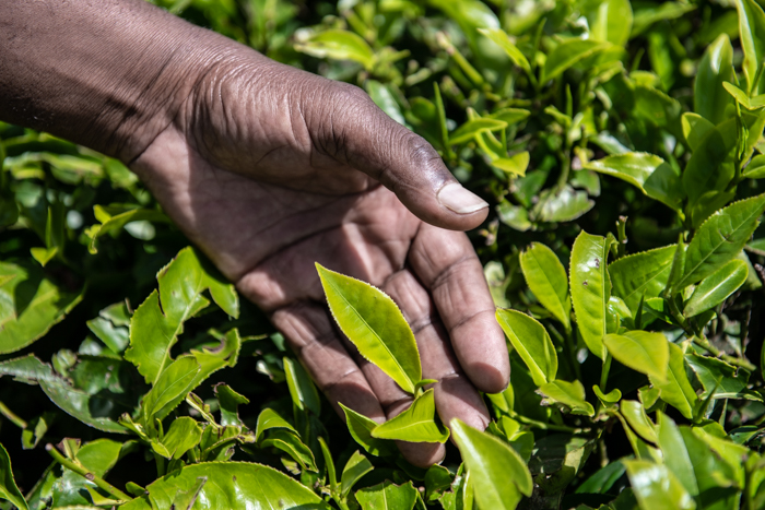 2018 06 09 Kenya Tea CT 33