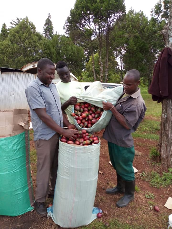 tree tomato