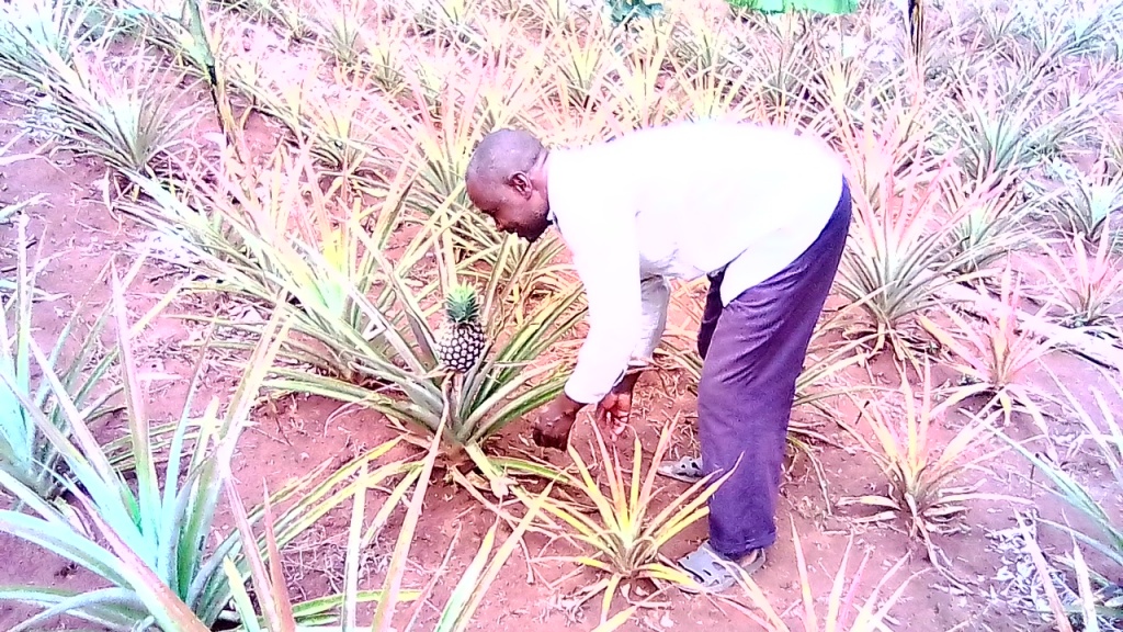 Chacha Suguta pineapples