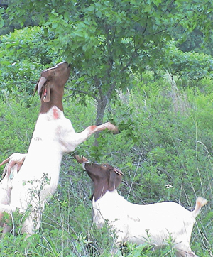 GoatBrowse2