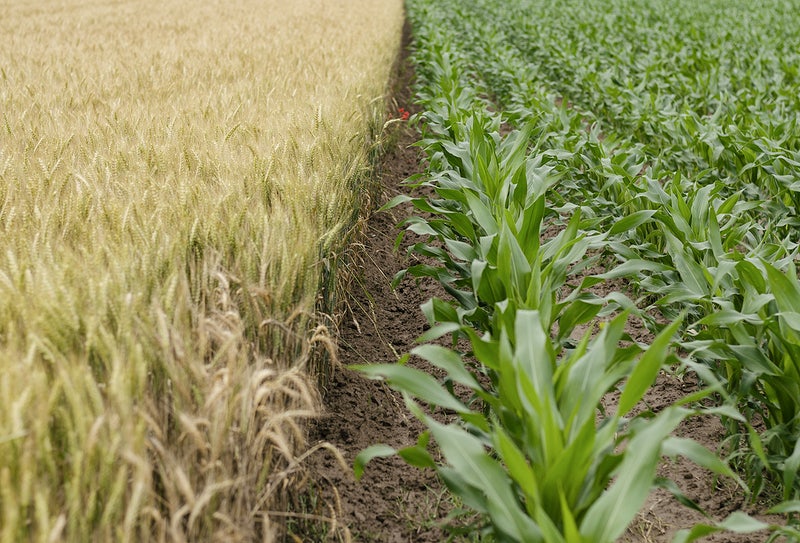farm