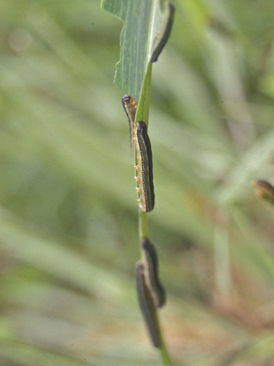African armyworm