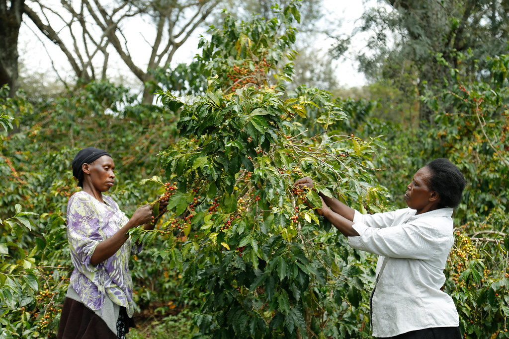 Coffee farmer