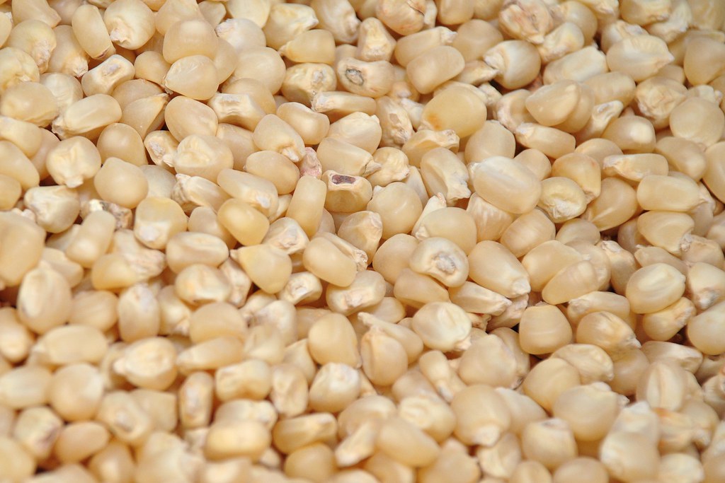 Maize grain