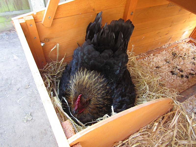 2019 05 21 Broody Bantam Chicken Trimingham 1