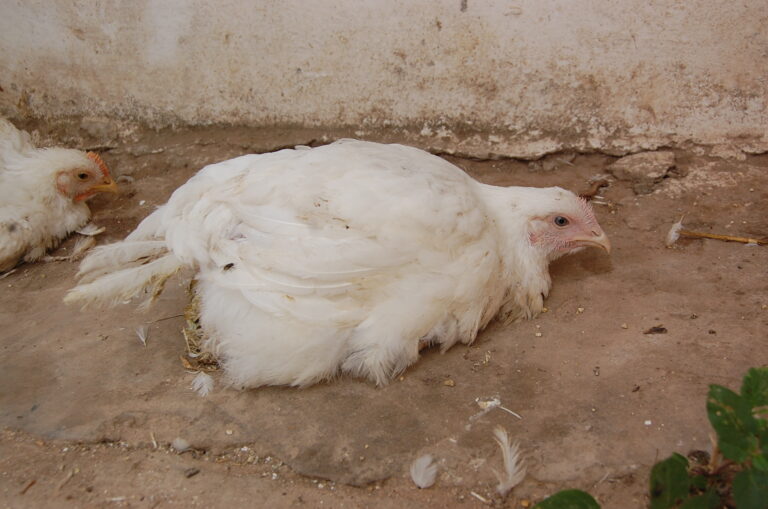 Fåsse pesse des poyes polet coûtchî codåné stindou hatrea