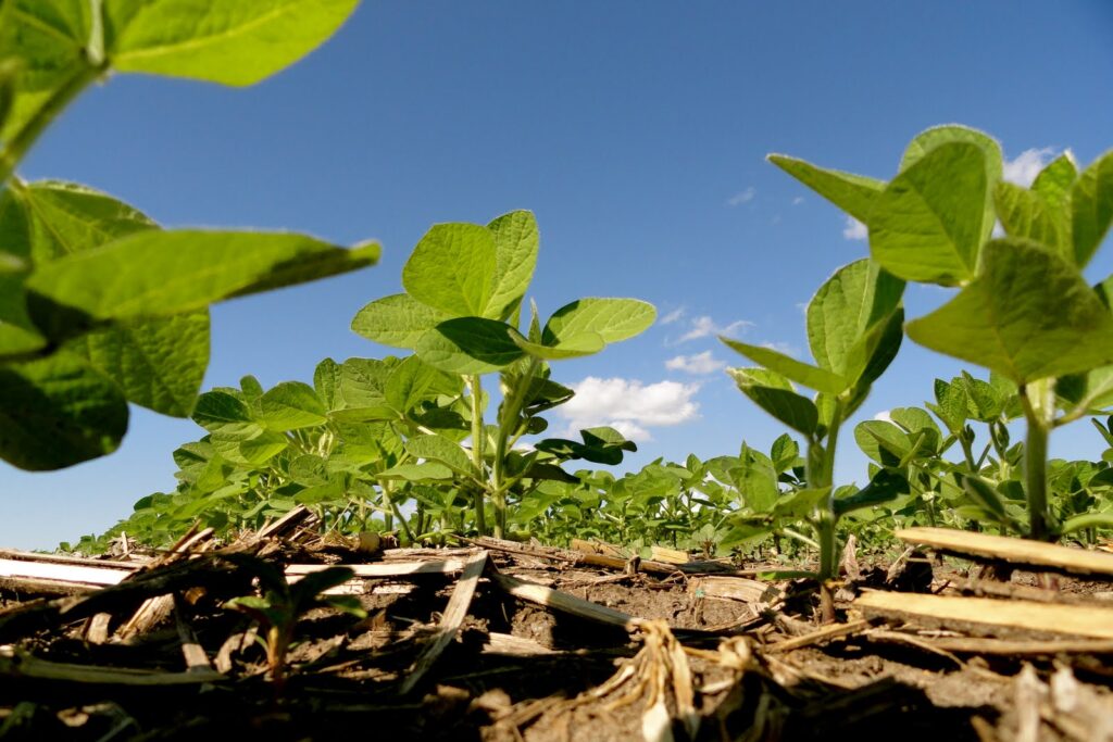 soyabeans farming kenya