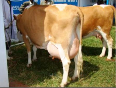 farmingafrica 1 1
