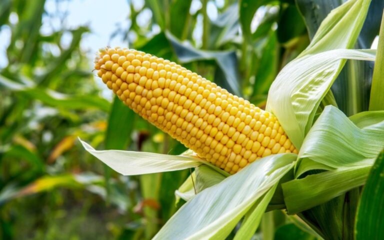 Yellow Maize
