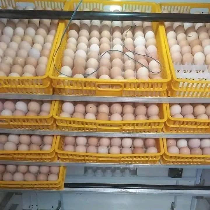 279850472 368762878629188 953425464414744701 n