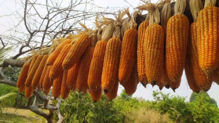A maize 299981 pixahive