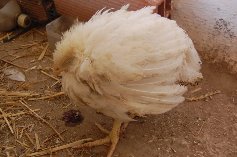 Coccidiôze sblarixhaedje houfès plomes