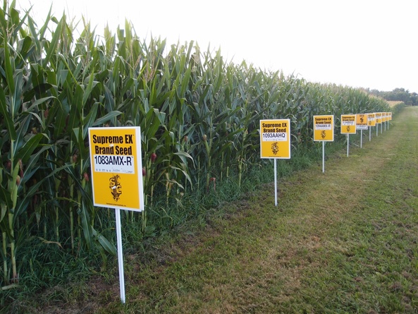 Hybrid corn Yellow Springs Ohio 65 1 25