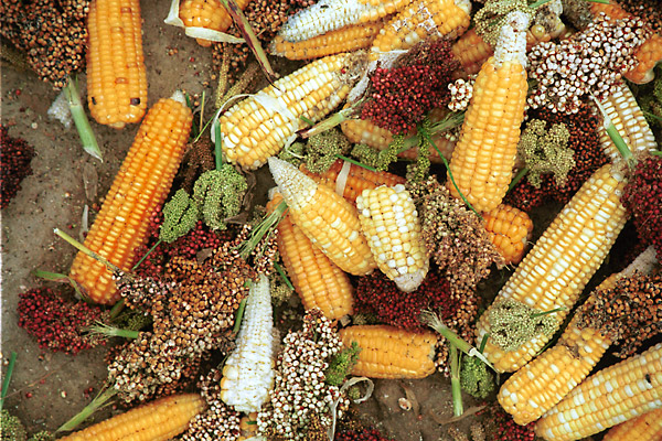 maize millet sorghum blend