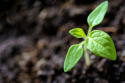 organic farming 2
