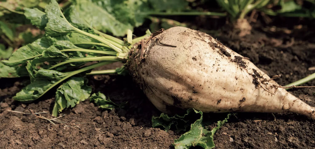 sugar beet