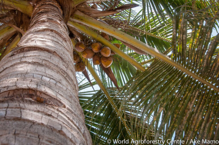 Coconut