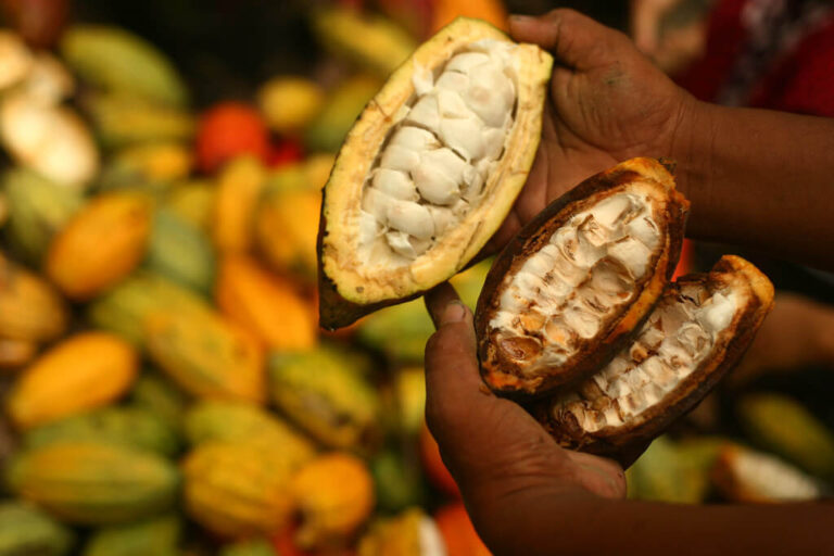 Cocoa